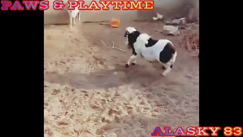 EPIC FIGHT BETWEEN TWO RAMS