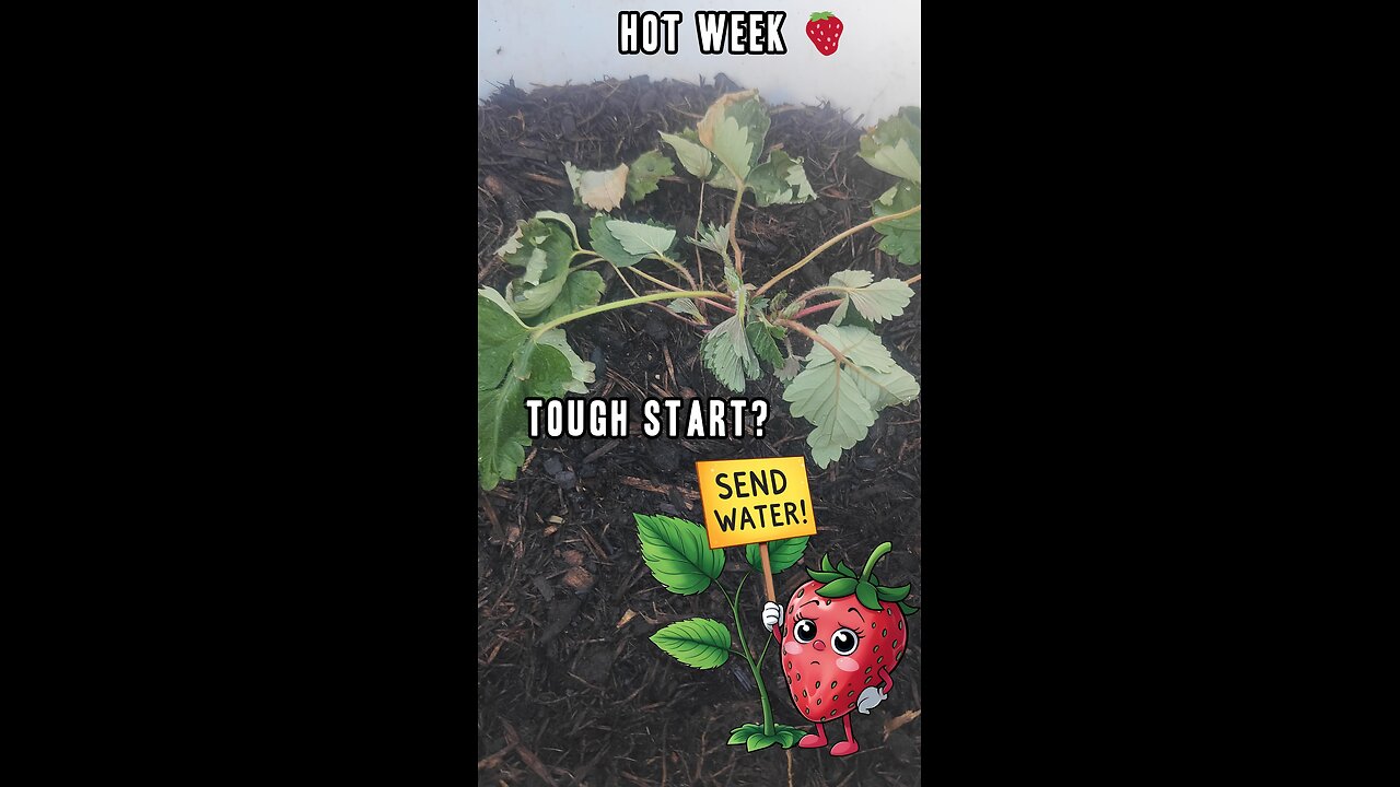 Strawberry Smiles Week 2 🌱 Compost Crisis?!