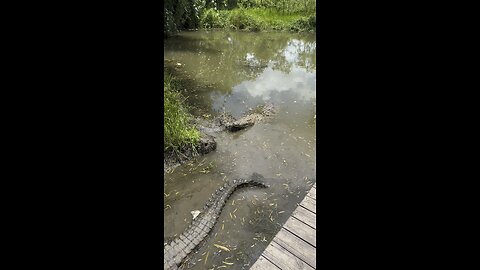 Gator or Croc? Texans, You Tell Us 🐊👀