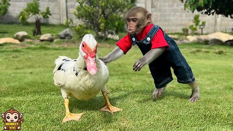 YiYi secretly caught duck to sell makes grandpa is angry