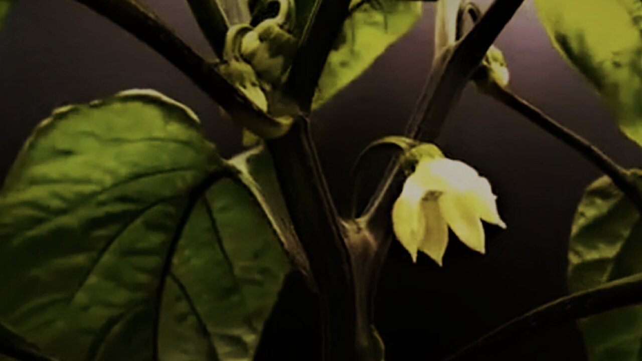 青羊区, 人民公园兰草园内祠堂街9号