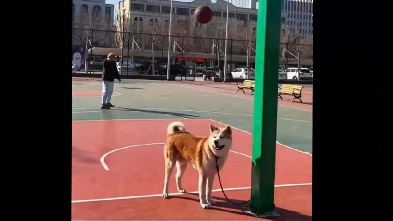 Funniest Animal Videos