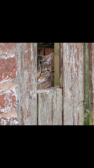 I spy a cat in backstreet Torquay 💕