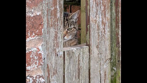 I spy a cat in backstreet Torquay 💕
