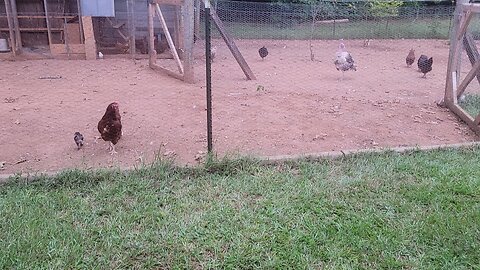 Reducing the flock and pests are still a problem in the garden.