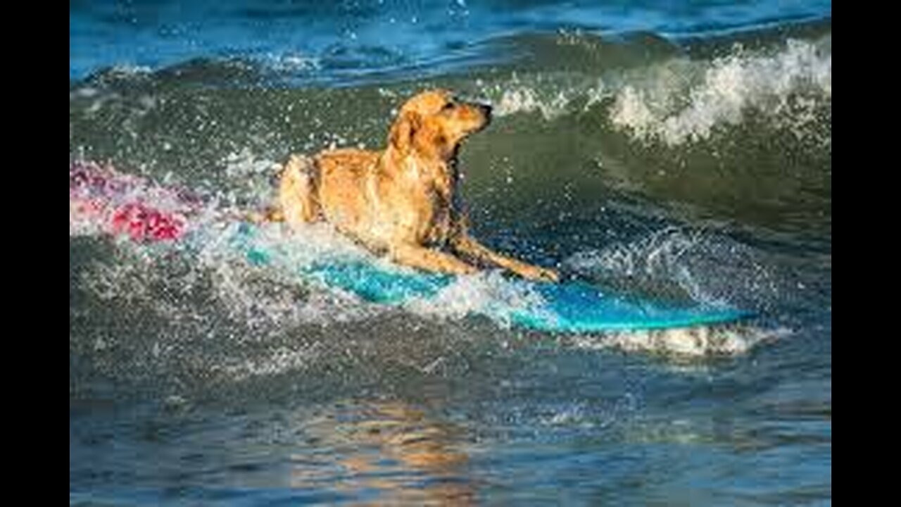 Yes, raising a puppy is hard work.