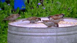 IECV NV #809 - House Sparrows Eating Some Seeds Together 4-12-2019