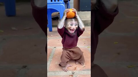 This baby monkey’s adorable smile is all the motivation you need today! 🌟🐵