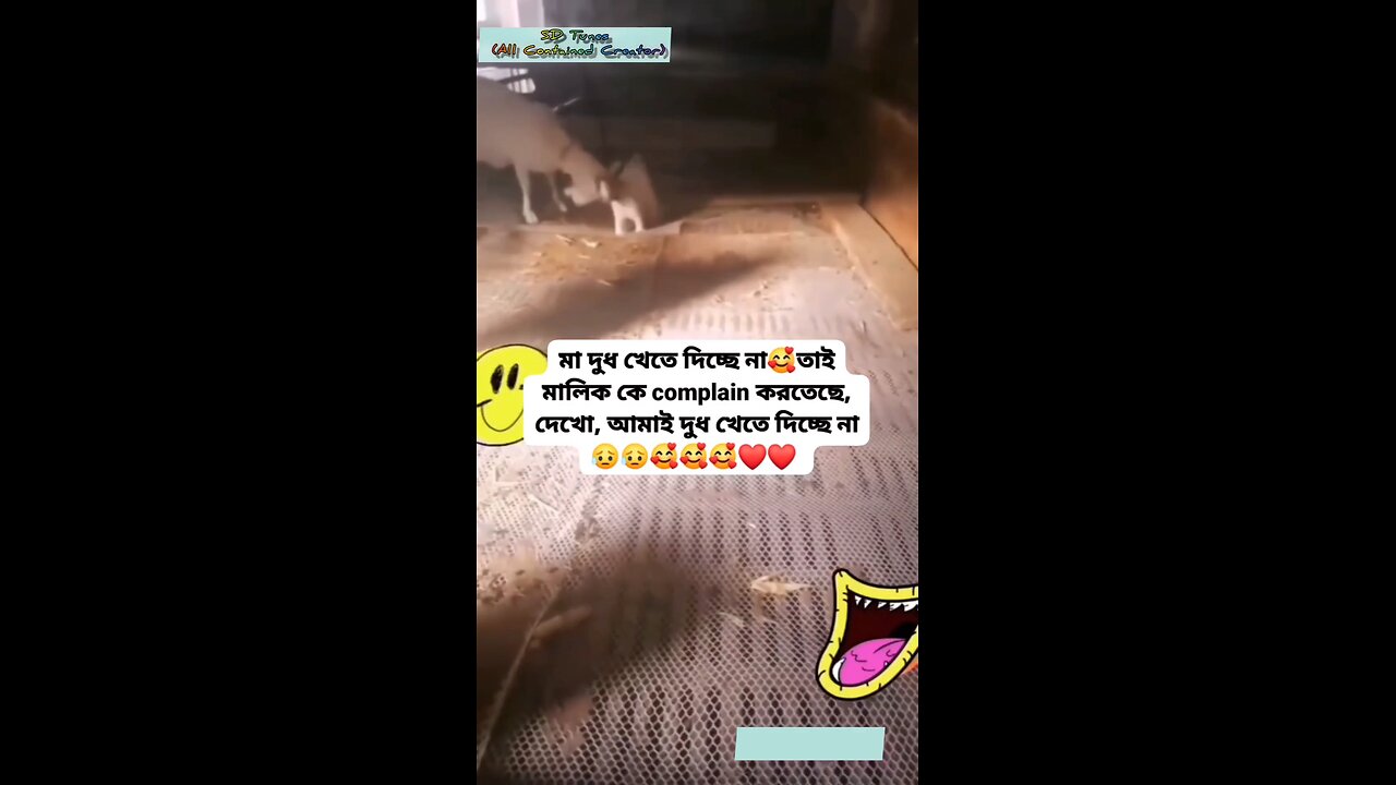 Funny animal (part 02)