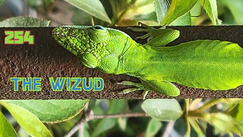 Midnight Oblivion Pt 254: The Wizud
