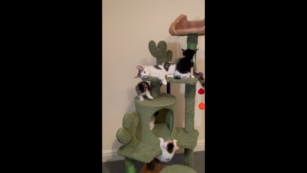 Cats playing