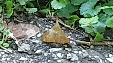leaf