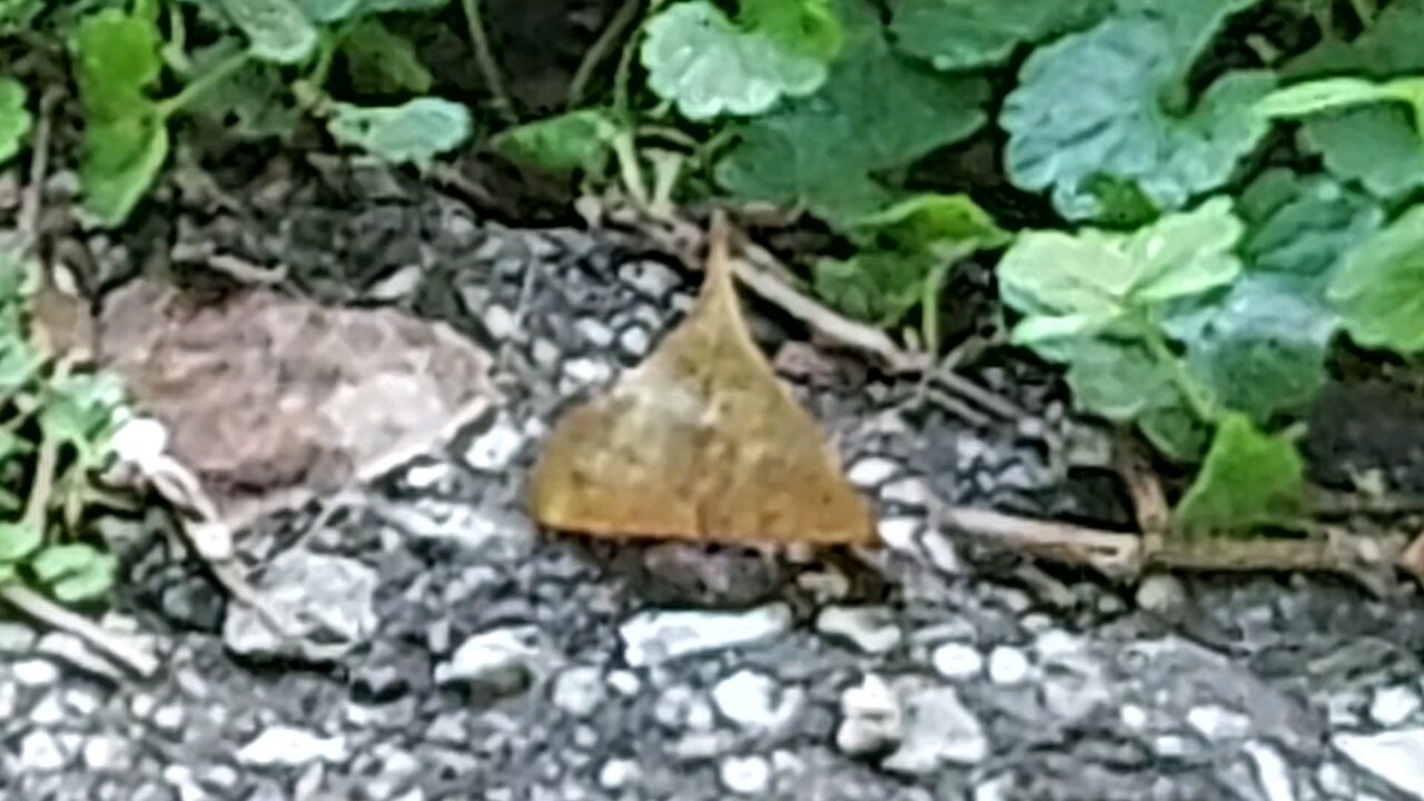 leaf