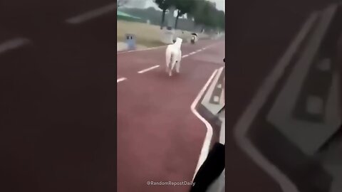Horse Wants His Job Back 🐴💼
