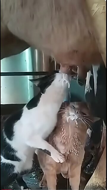 You could watch this forever!!!