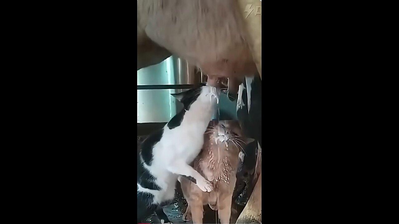 You could watch this forever!!!