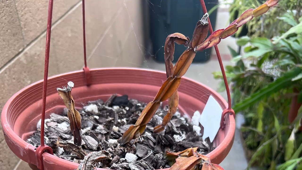 Lost a plant and replaced it