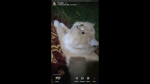 *"My Cat Interrupts My Prayer! 😹🐾 Islamic Cat Meowslm
