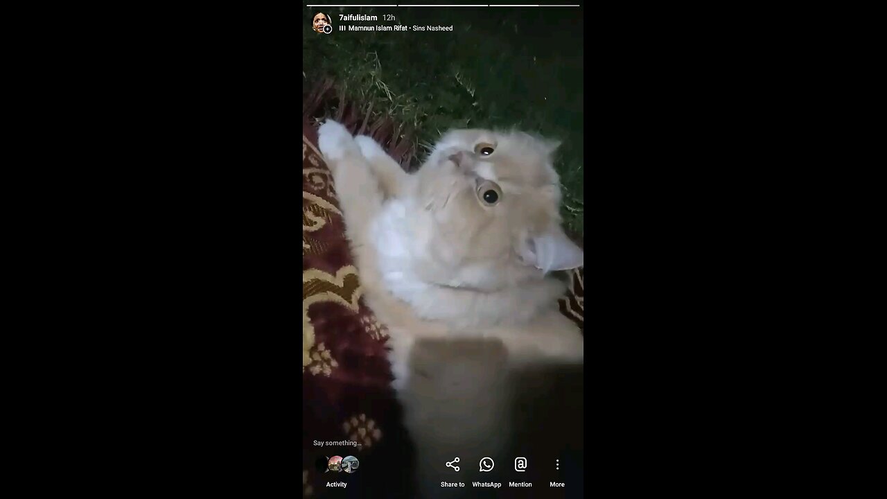 *"My Cat Interrupts My Prayer! 😹🐾 Islamic Cat Meowslm