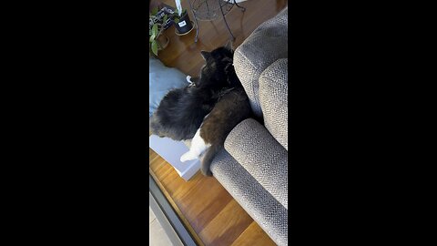 Lola and Pablo #cutecats