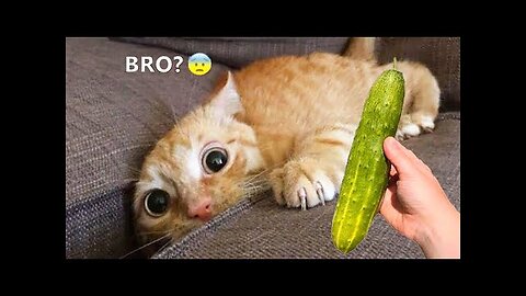 Funniest Cats and Dogs 🐶🐱 | Funny Animal Videos
