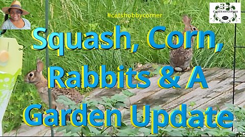 Squash, Corn, Rabbits & A Garden Update - #catshobbycorner #gardening