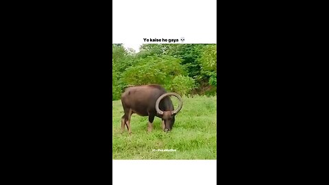 funny