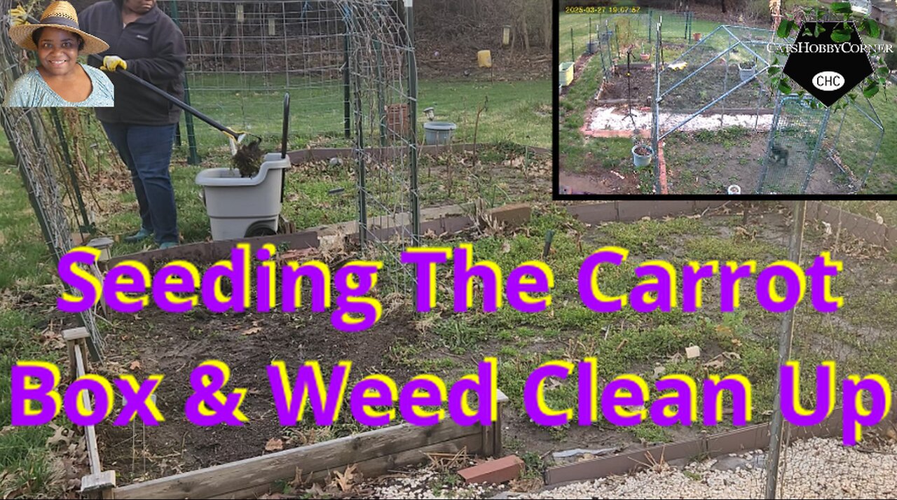 Seeding The Carrot Box & Weed Clearing - #catshobbycorner #gardening
