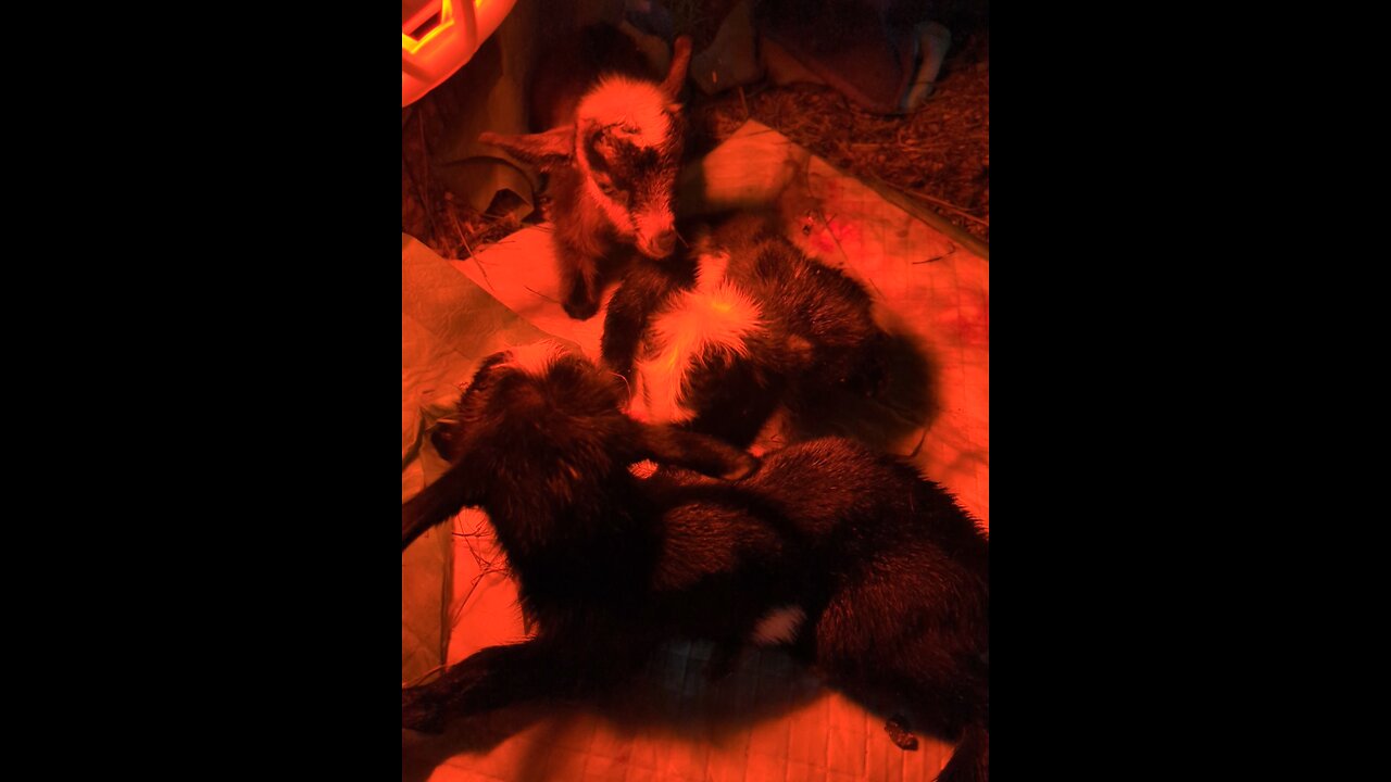 Baby Goats