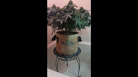 Mimosa Cake week 11 day 3