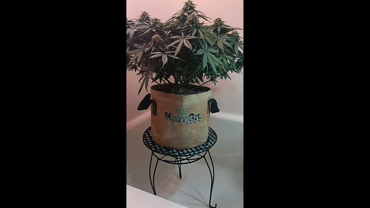 Mimosa Cake week 11 day 3