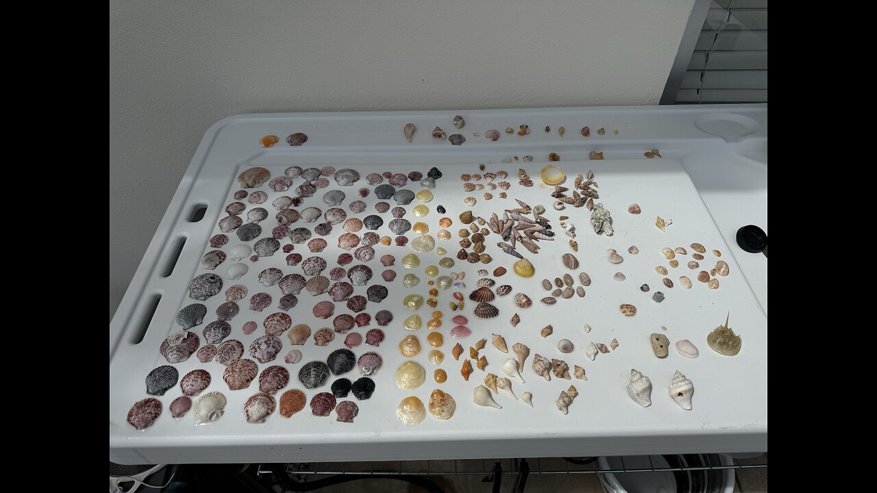 Beach Finds 9/16/2025 | 4K