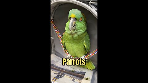 Most Dramatic Amazon Parrot Bird Talking, Singing & Crying