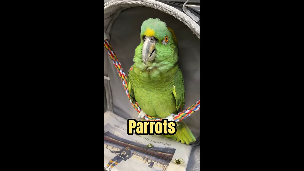 Most Dramatic Amazon Parrot Bird Talking, Singing & Crying