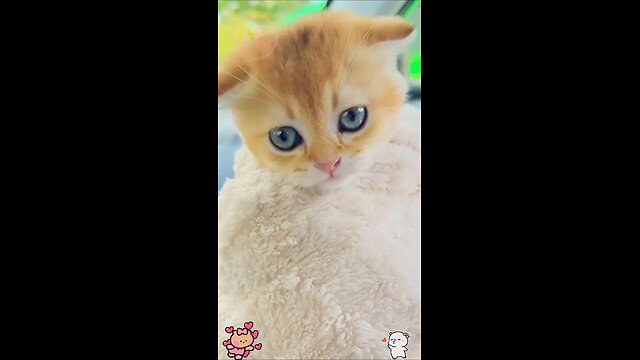 cute kitten,s 😻😻😻 #shorts