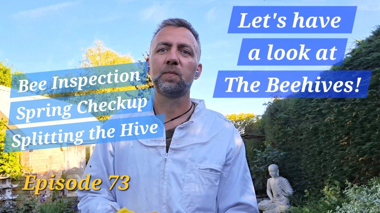 What is up with the Bees, Bee Inspection, and a free Hive (hopefully)