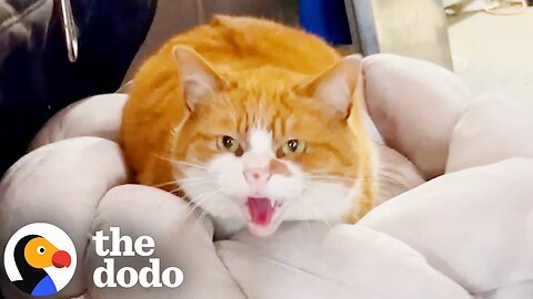 Vicious Outdoor Cat Turns Out To Be 10000% Perfect | The Dodo