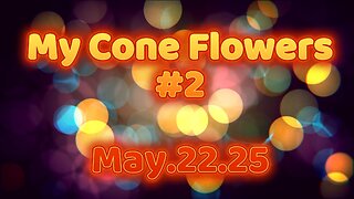 MY CONE FLOWERS #2