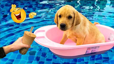 2025’s Funniest Dogs & Cats 😂 You Won’t Stop Laughing! | You Laugh You lose 😍😸😹 #Ep75