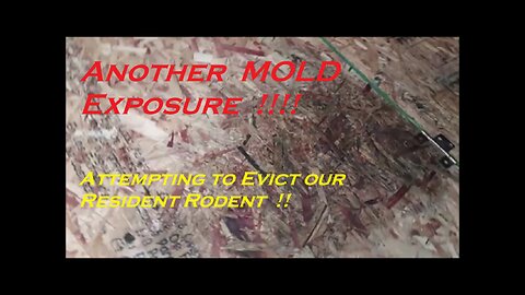 While Trying to Evict the Rodents ......We Found a Serious MOLD Issue !!!!