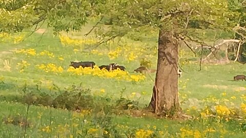 wild hogs