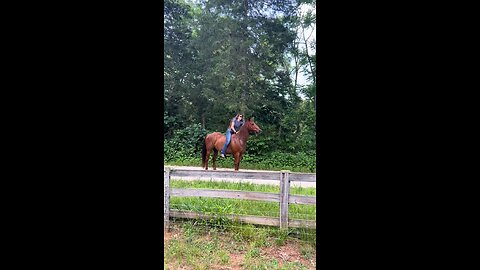 anybody else get emotional when they see horses sending it? I would like to know why
