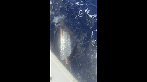 Blue Marlin off the coast of NC 🎣