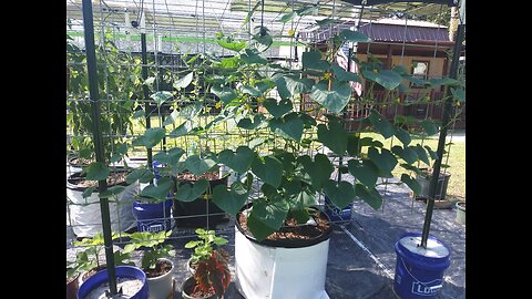 Hossinator Container Cucumber Update 8/17/25