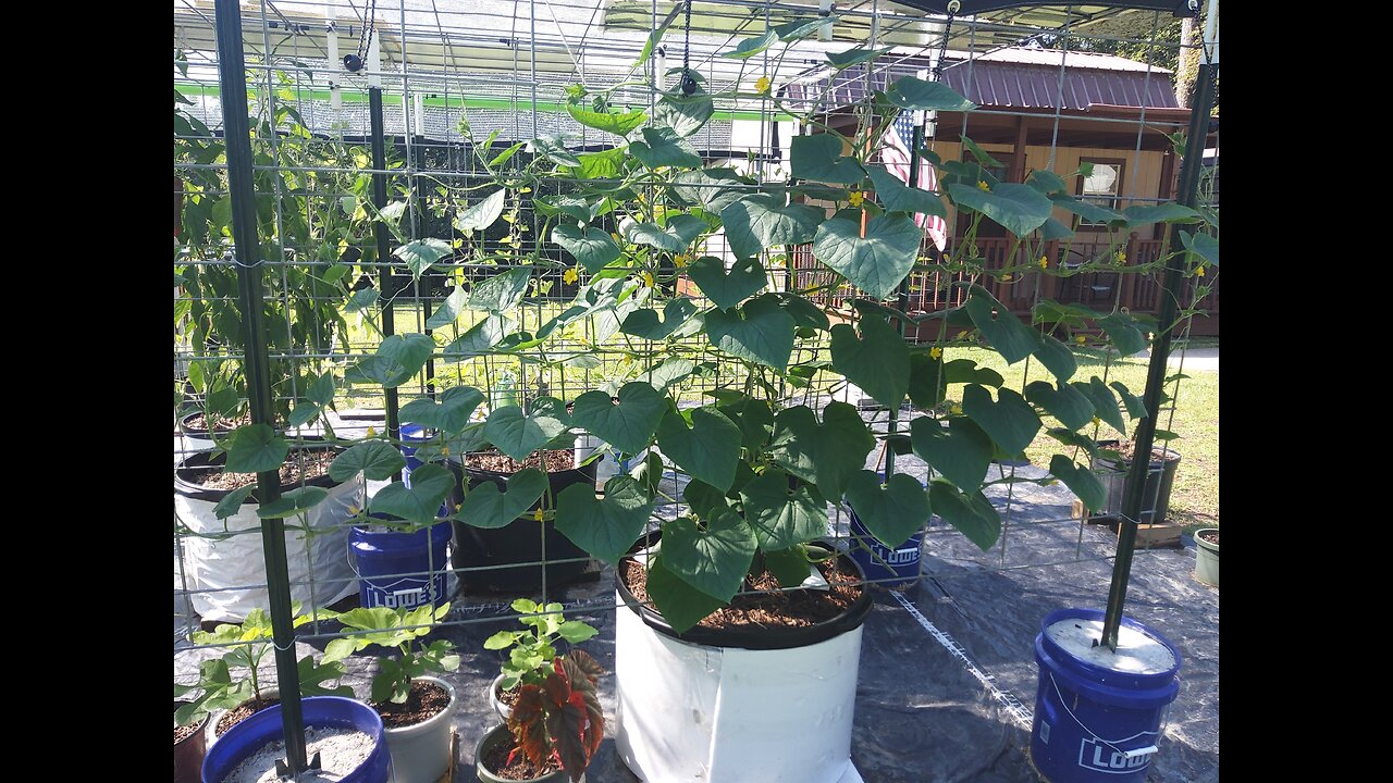 Hossinator Container Cucumber Update 8/17/25