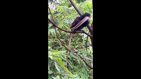 A bird swallowing a snake