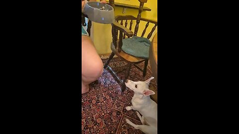 Who needs table manners lessons? Definitely not this dog! 😂🐾