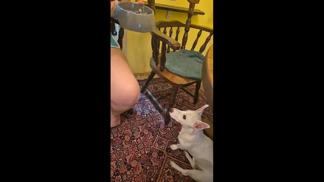 Who needs table manners lessons? Definitely not this dog! 😂🐾