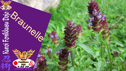 068 - Braunelle