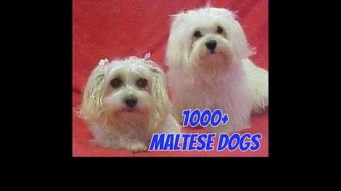 Maltese dog photos Part 1